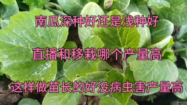 南瓜深种好还是浅种好?直播和移栽哪个产量高?这样做南瓜长的好