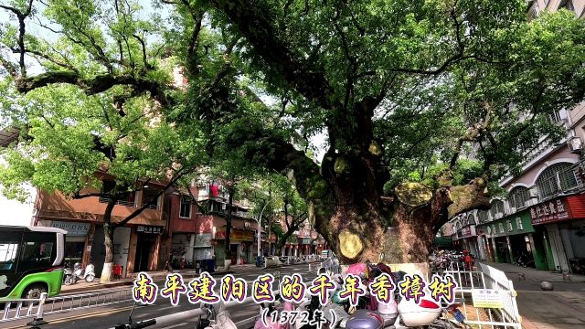 南平建阳区水南的千年香樟树,历经多少风风雨雨,生命力依然顽强