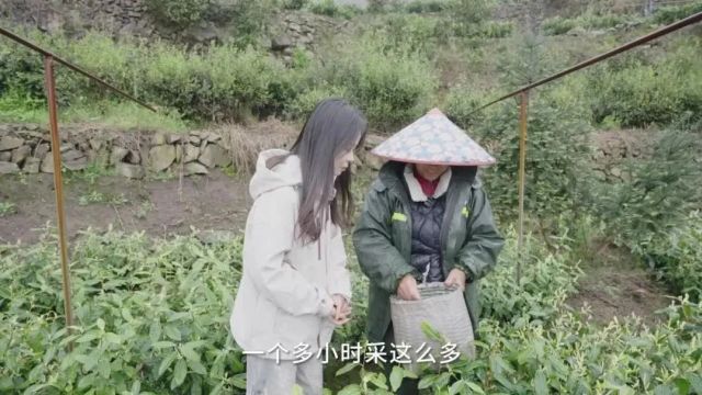 抢“鲜”上市!一片松阳春茶的“出山之旅”