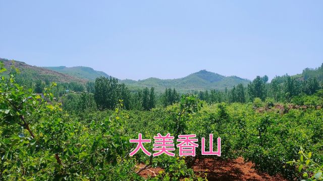 走进大美香山,到处林果满山遍野,称它林果之村可不为过,真好