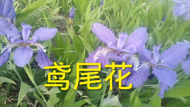 鸢尾花,郑州春天一抹风景,蓝色的花海