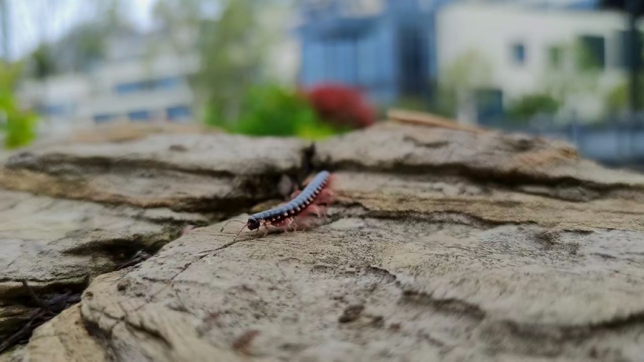 最小的蜈蚣图片