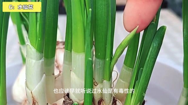 这20种“大毒花”,很多人养了,还不知道有毒