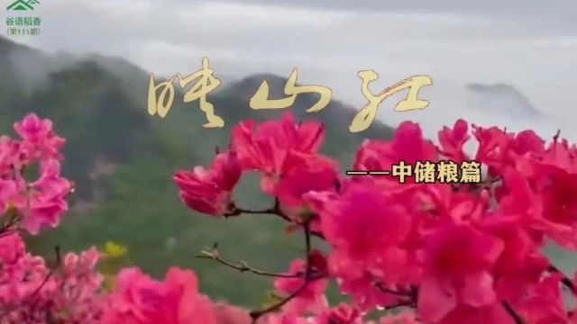 谷语稻香(第111期)映山红——中储粮篇