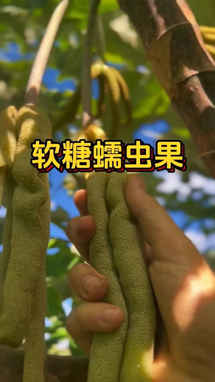 软糖蠕虫果,长的像虫子的水果你吃过吗?