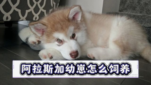 阿拉斯加幼犬如何喂养,注意这几大点!