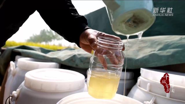 千城百县看中国|河北邢台:蜂舞花海酿出“甜蜜生活”