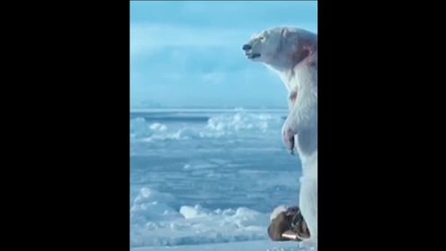 33#电影解说 #冒险 #逆冰之行 #北极探险