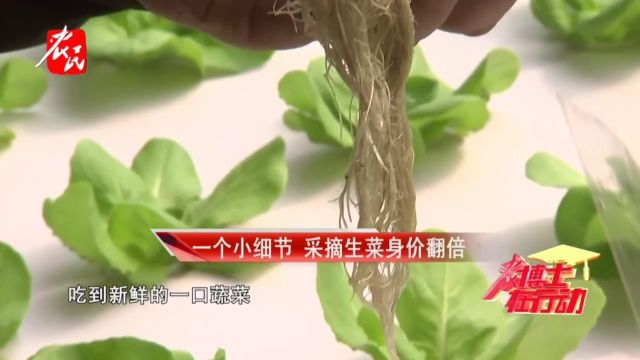 科技助农 | 一个小细节 采摘生菜身价翻倍