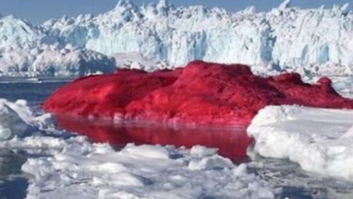 南极居然出现“血雪”，科研人员担心的事发生，地球将会有危险？