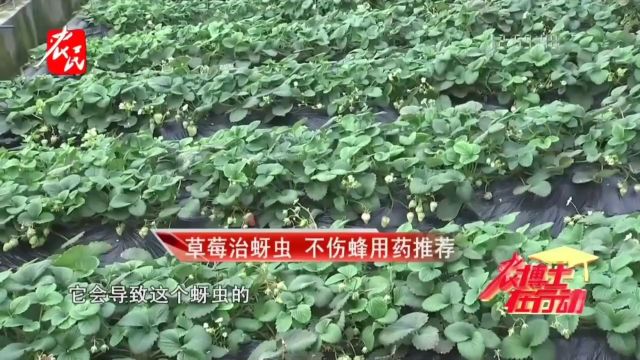 科技助农 | 不想伤蜂 用什么药治草莓蚜虫?