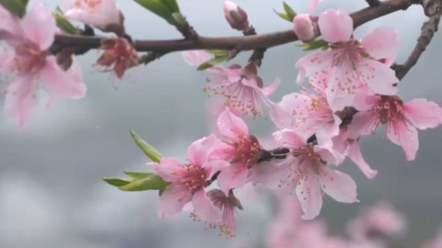 早春桃花盛开,花海如画美不胜收,大自然的绚丽盛宴惊艳上线