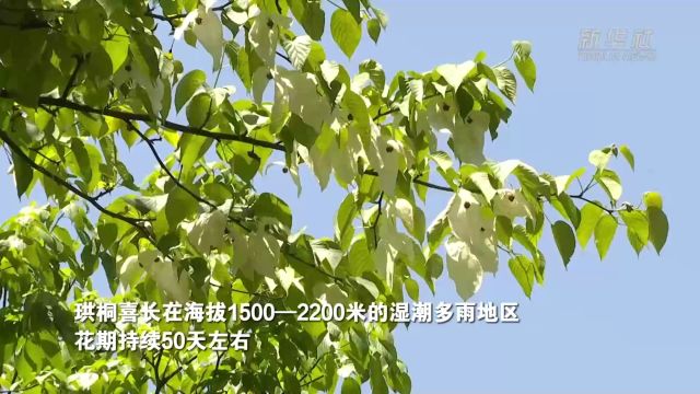 成都世园会植物故事:“植物活化石”珙桐