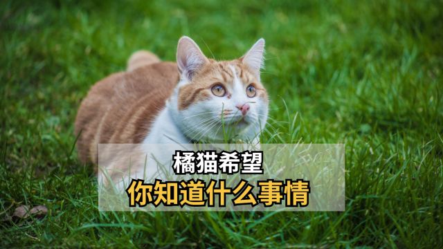 橘猫做梦,都想让你知道的事情