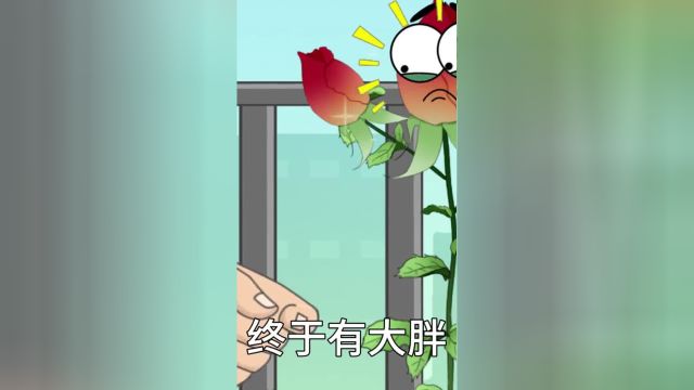 玫瑰掉花苞怎么回事玫瑰玫瑰花苞三农流量扶持计划轻漫计划磷肥氮肥生活小常识原创动画