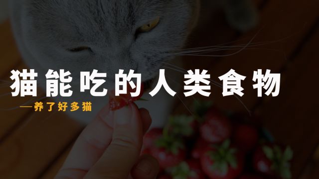 猫咪能吃的8种人食,快给它安排