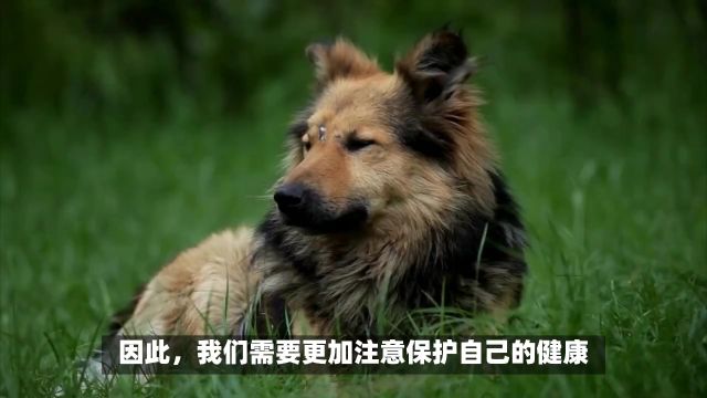 2024年属狗的犯太岁怎么化解