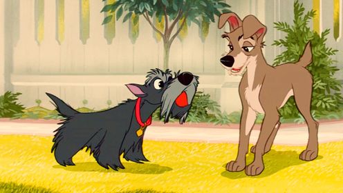 迪士尼电影:流浪狗竟然还会认识字《小姐与流浪汉》