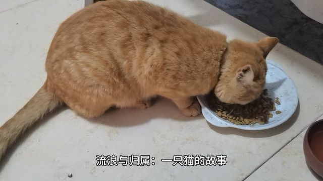 流浪与归属:一只猫的故事