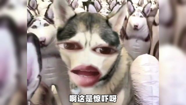 你应该是世界上最乐的狗了,不是么