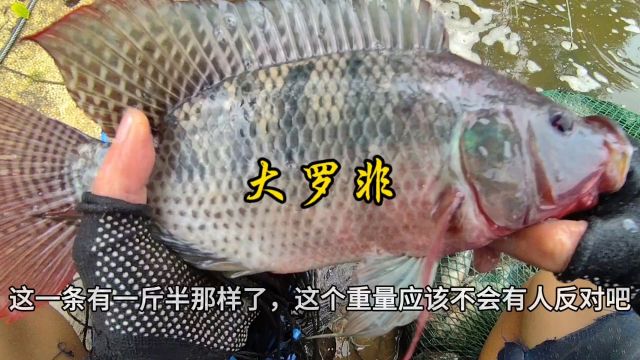 下网捕鱼:今天最后一网超出意料之外了,来看看怎么回事