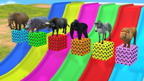 《动物奇幻世界第3季》第10集奇幻动物闯魔法滑梯撞碎小球获得食物认读中英文
