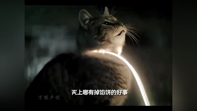 他招惹到了路边的小猫,猫王要替小猫教训他,没想到却对他一见钟情了