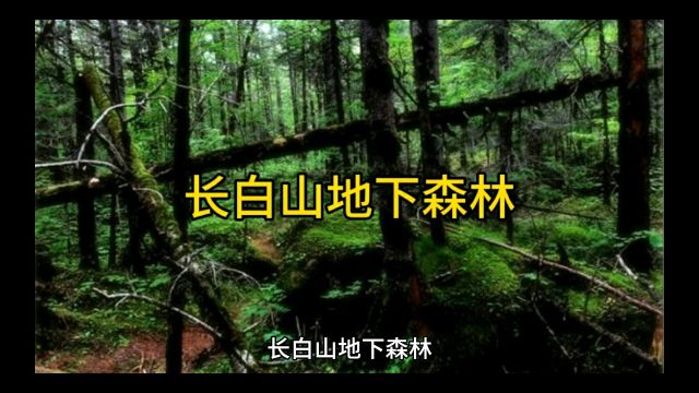 长白山地下森林