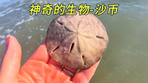 这是一种叫沙币的海洋生物,它浑身上下没一处有用_高清1080P在线观看平台_腾讯视频