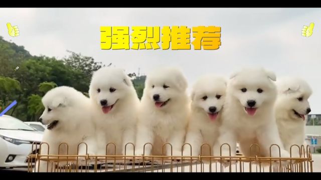 宠物基地,正规犬舍专业繁殖出售宠物狗幼犬萨摩耶