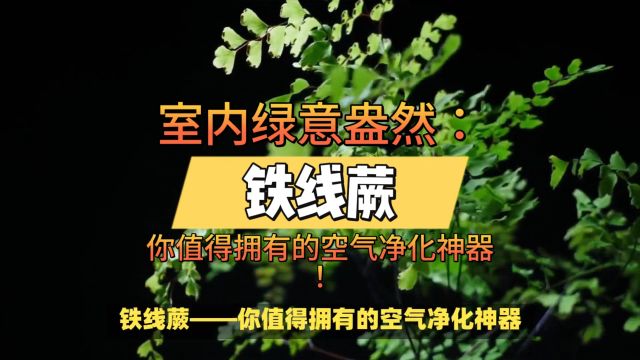 室内绿意盎然:铁线蕨——你值得拥有的空气净化神器!