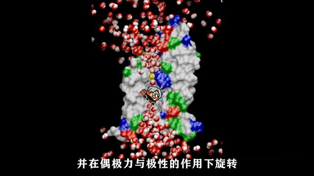 水通道蛋白:水分子进出细胞的方式