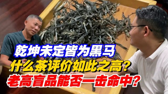 乾坤未定皆为黑马!什么茶评价如此之高?老高盲品能否一击命中?