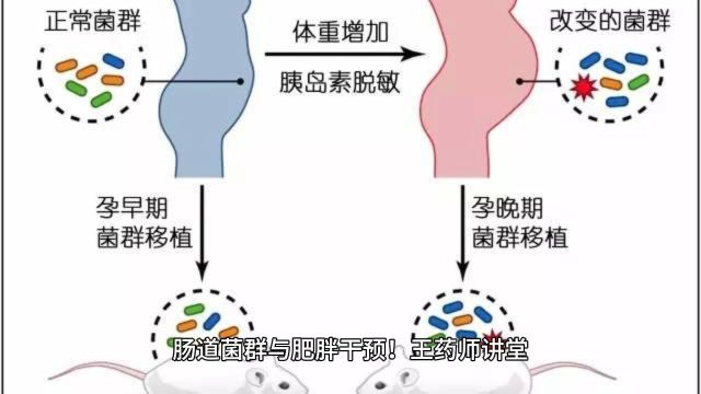 亿嘉安康大学堂:肠道菌群与肥胖干预