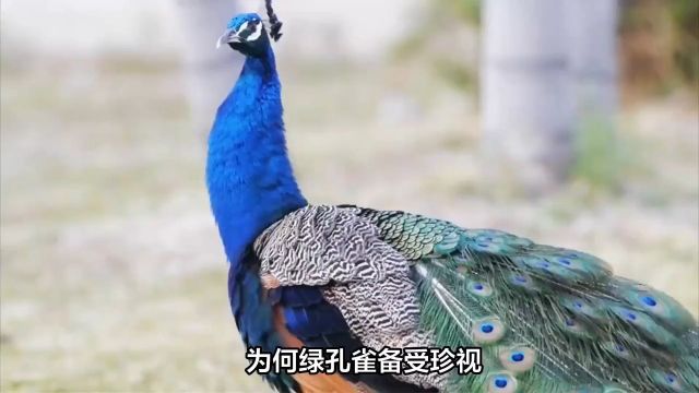 为何绿孔雀备受珍视,蓝孔雀却成盘中餐?02#孔雀