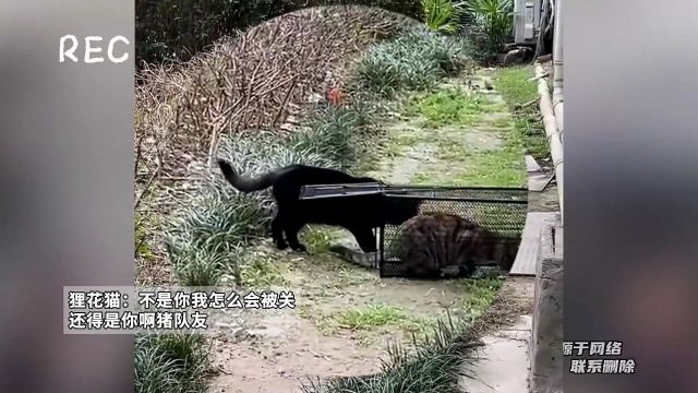 彩狸笼子里淡定就餐,结果被追求者黑猫关进笼子