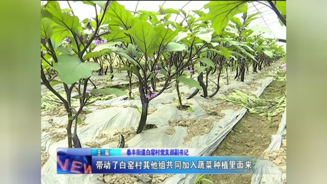 泰丰街道白窑村:蔬菜丰收俏销 村民喜上眉梢