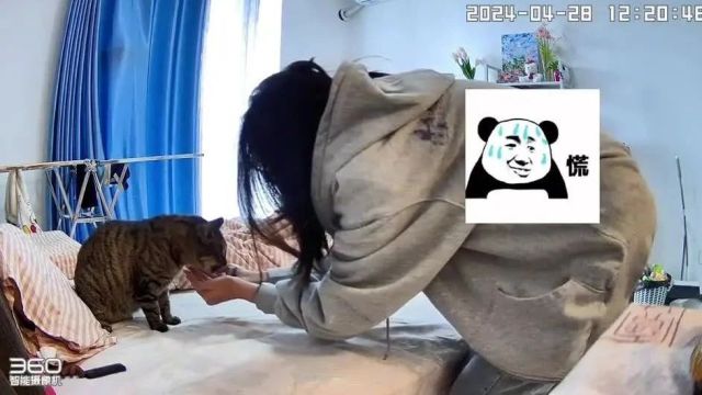 养猫人一级警报,这温热的手感谁懂!