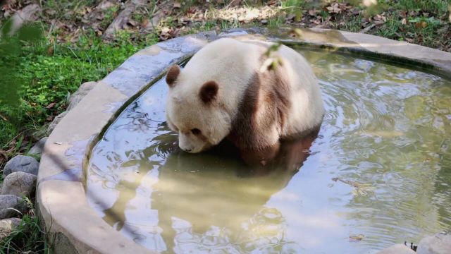 七仔:春意盎然...池水漪涟...仔仔温柔乐淘然...