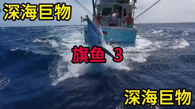 渔民出海,钓到深海巨物旗鱼!人