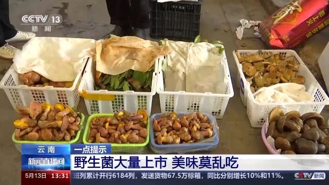 野生菌上市 尝鲜需谨慎!注意“四不吃”→