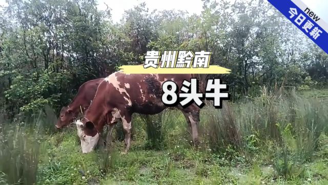 牛贱伤农!贵州黔南养殖户8头牛犊不想养了,一起看看能值多少