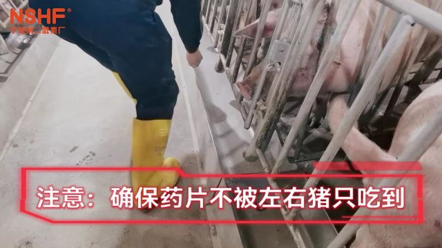 同孕宝片(烯丙孕素)!保障生物安全!解放养猪人!