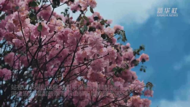 重庆阴条岭国家级自然保护区野生杜鹃花开正艳