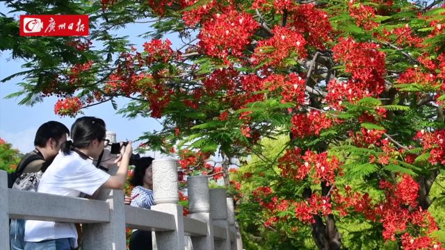 新建一批山地公园、郊野公园类示范点,广东拟打造绿美广东生态建设示范带