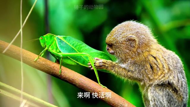 17. 你见过世界上最小的猴子吗 #侏儒绒猴 #动物的迷惑行为 #动物趣事