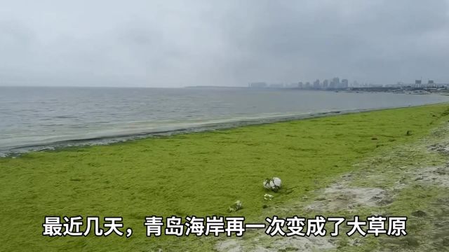 浒苔为何只影响青岛、山东?而不影响江苏、浙江?可商业利用吗?