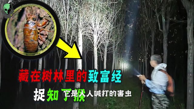 人人喊打的害虫知了猴,论个2元,论斤260元!为啥养它的人却很少