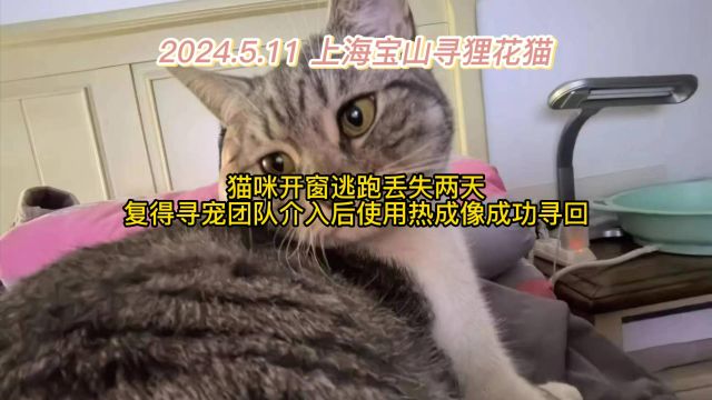 上海宝山寻狸花猫