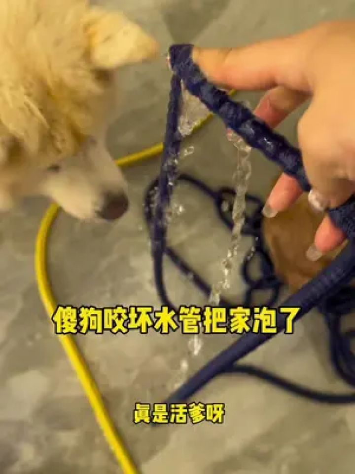 诸葛不拆开锁放出傻狗,傻狗咬坏水管,家又被淹了 #可爱在我家 #动物的